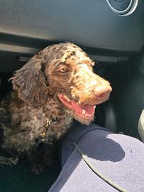 cane da tartufo lagotto 