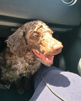 cane da tartufo lagotto 
