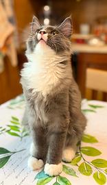 Maine coon cuccioli pedigree 4 mesi