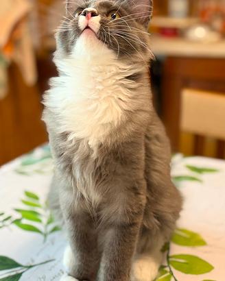 Maine coon cuccioli pedigree 4 mesi