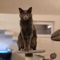 Gatta femmina simil certosina