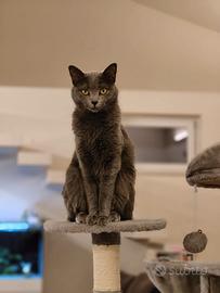 Gatta femmina simil certosina