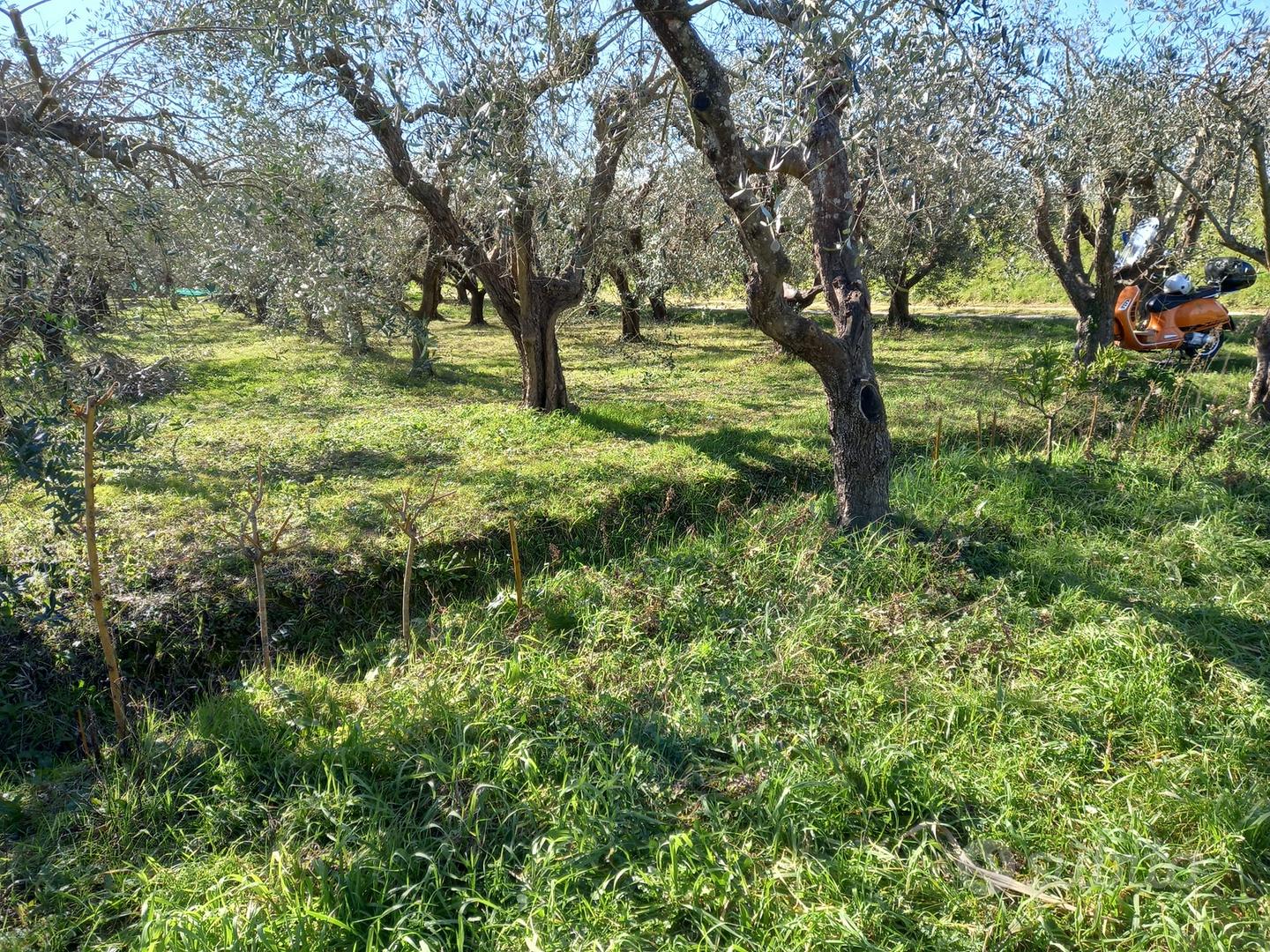 Oliveto 44 olivi trentennali - Vista 2