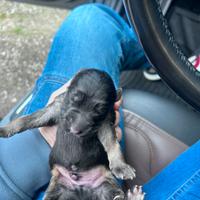 Cuccioli di pastore tedesco pelo lungo