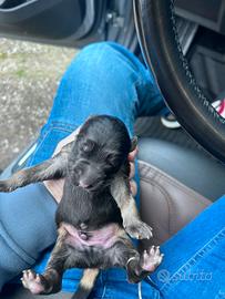 Cuccioli di pastore tedesco pelo lungo
