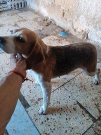 Beagle