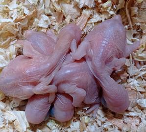 Pullo parrocchetto dal collare