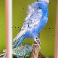 Cocorita hagoromo maschio