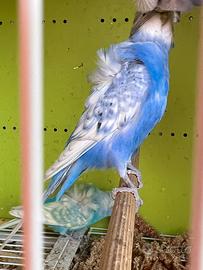 Cocorita hagoromo maschio