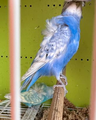 Cocorita hagoromo maschio