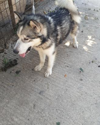cane aski 