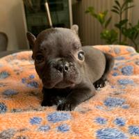 Bulldog francese