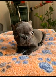 Bulldog francese