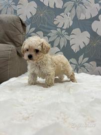 Cucciolo di barboncino