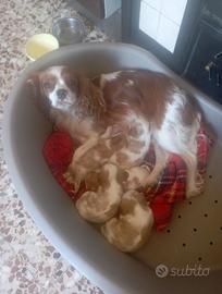 Cuccioli di cavalier king da privato