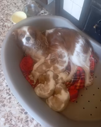 Cuccioli di cavalier king da privato