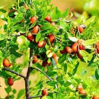 Piante rustiche, giuggiolo , olivo, melograno