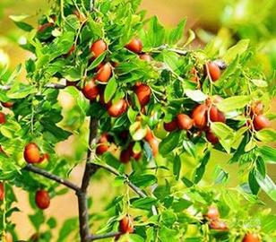 Piante rustiche, giuggiolo , olivo, melograno