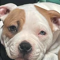 American bully