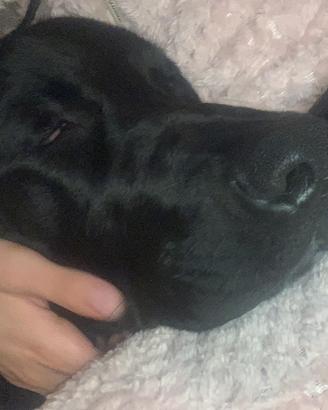 Cagnolina