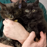 Maschietto e femminuccia di due mesi