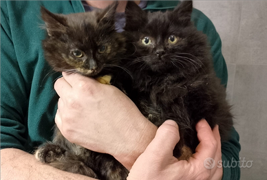 Maschietto e femminuccia di due mesi