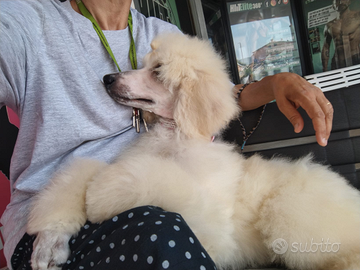 Barbone Grande mole bianco maschio pedigree ENCI