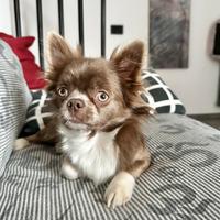 ROCCO chihuahua per monta