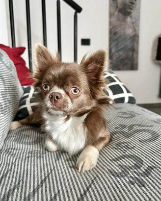 ROCCO chihuahua per monta