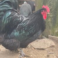 Gallo orphgton
