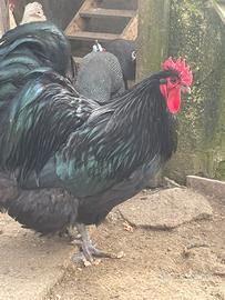 Gallo orphgton