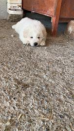 Pastore abruzzese