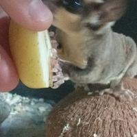 Petauro dello zucchero baby