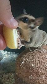 Petauro dello zucchero baby