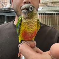 Pyrrhura allevati a mano