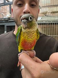 Pyrrhura allevati a mano