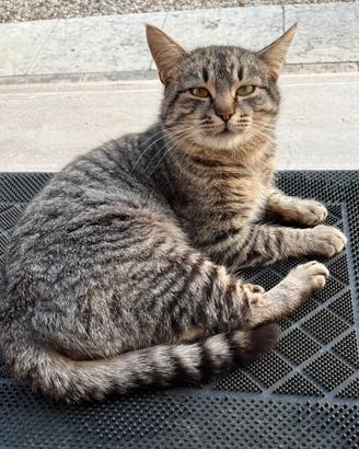 Gatto Lupetto