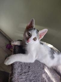 Paco gattino 2 mesi