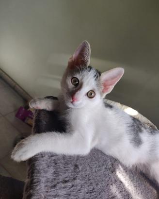 Paco gattino 2 mesi