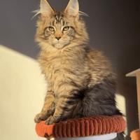 Maine coon