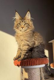 Maine coon