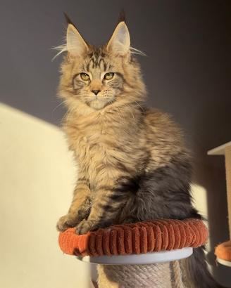 Maine coon