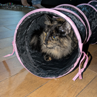 Norvegese con pedigree