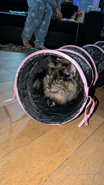 Norvegese con pedigree