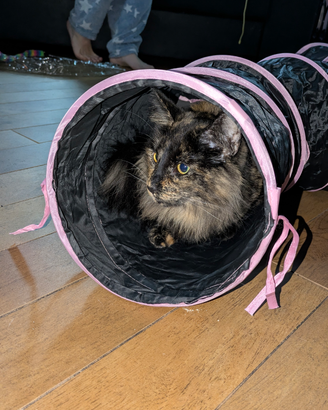 Norvegese con pedigree