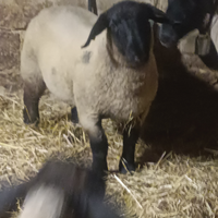 Agnelli montoni Suffolk