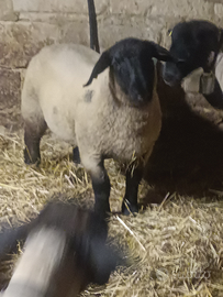 Agnelli montoni Suffolk