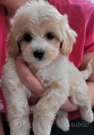 Maltipoo bicolor