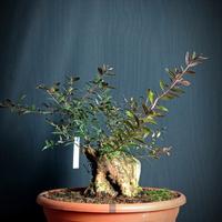 Mirto (Myrtus pumila)