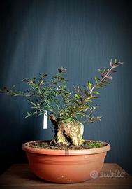 Mirto (Myrtus pumila)